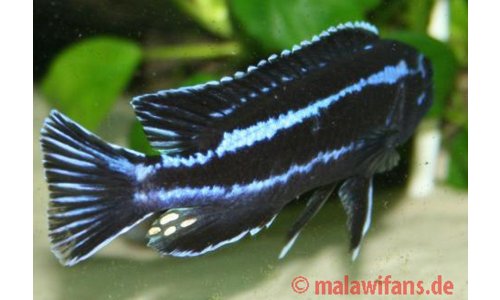 Melanochromis cyaneorhabdos